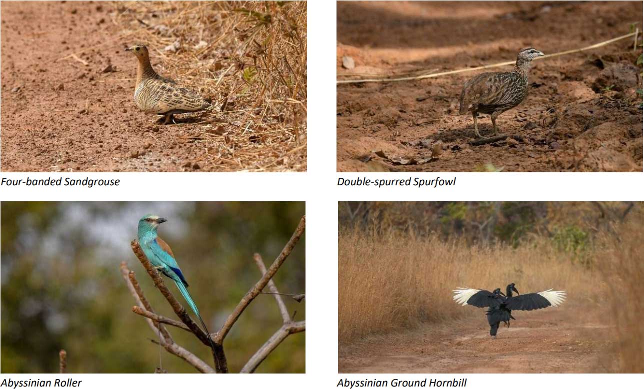 Four-banded Sandgrouse
